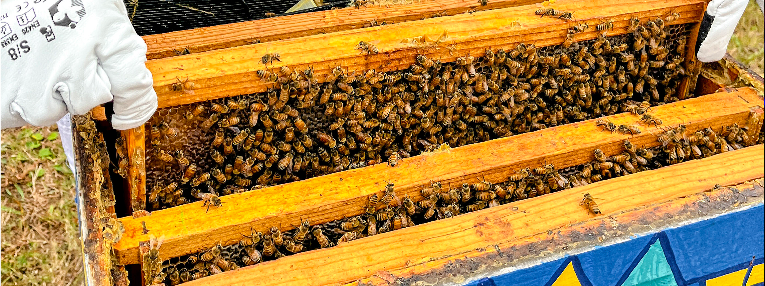 Close-up shot of beehive