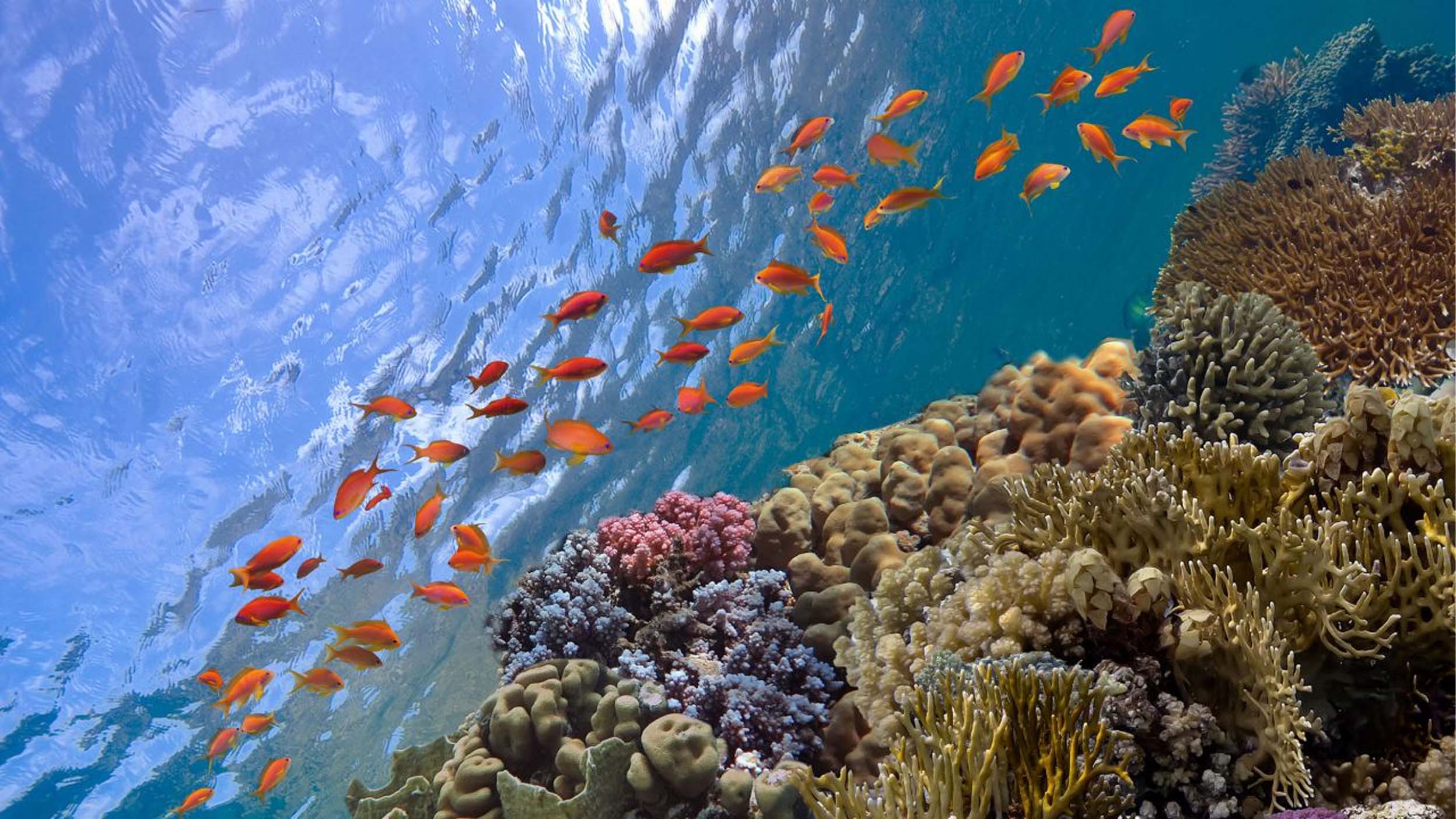 Meet biodiversity: the next big thing?