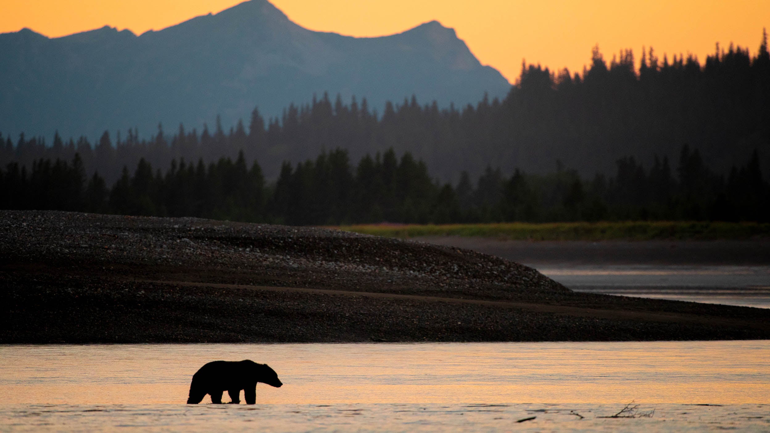 Bear sightings: What bear markets could mean for investors