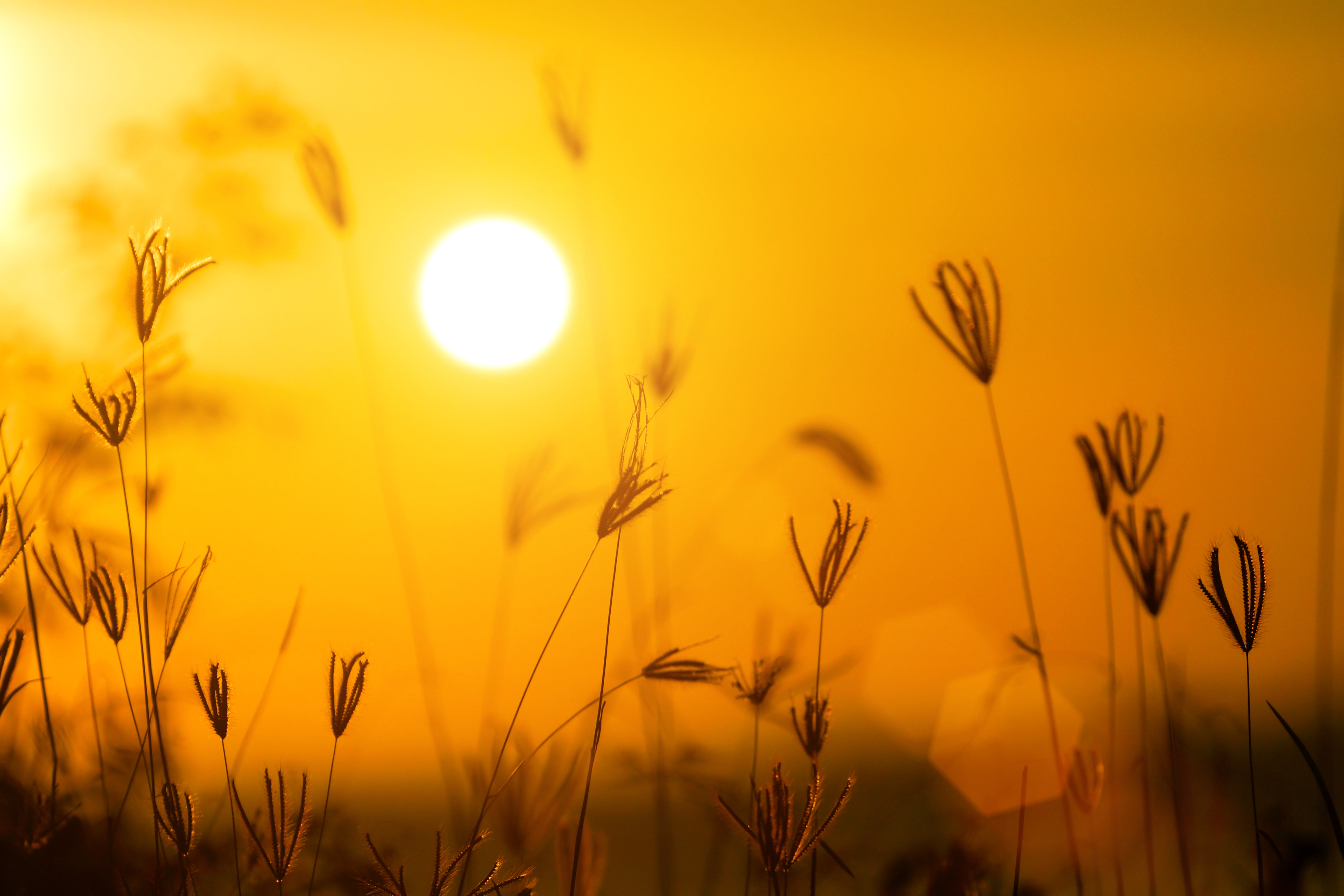 Heat waves and El Nino: implications & opportunities in sustainability and adaptation