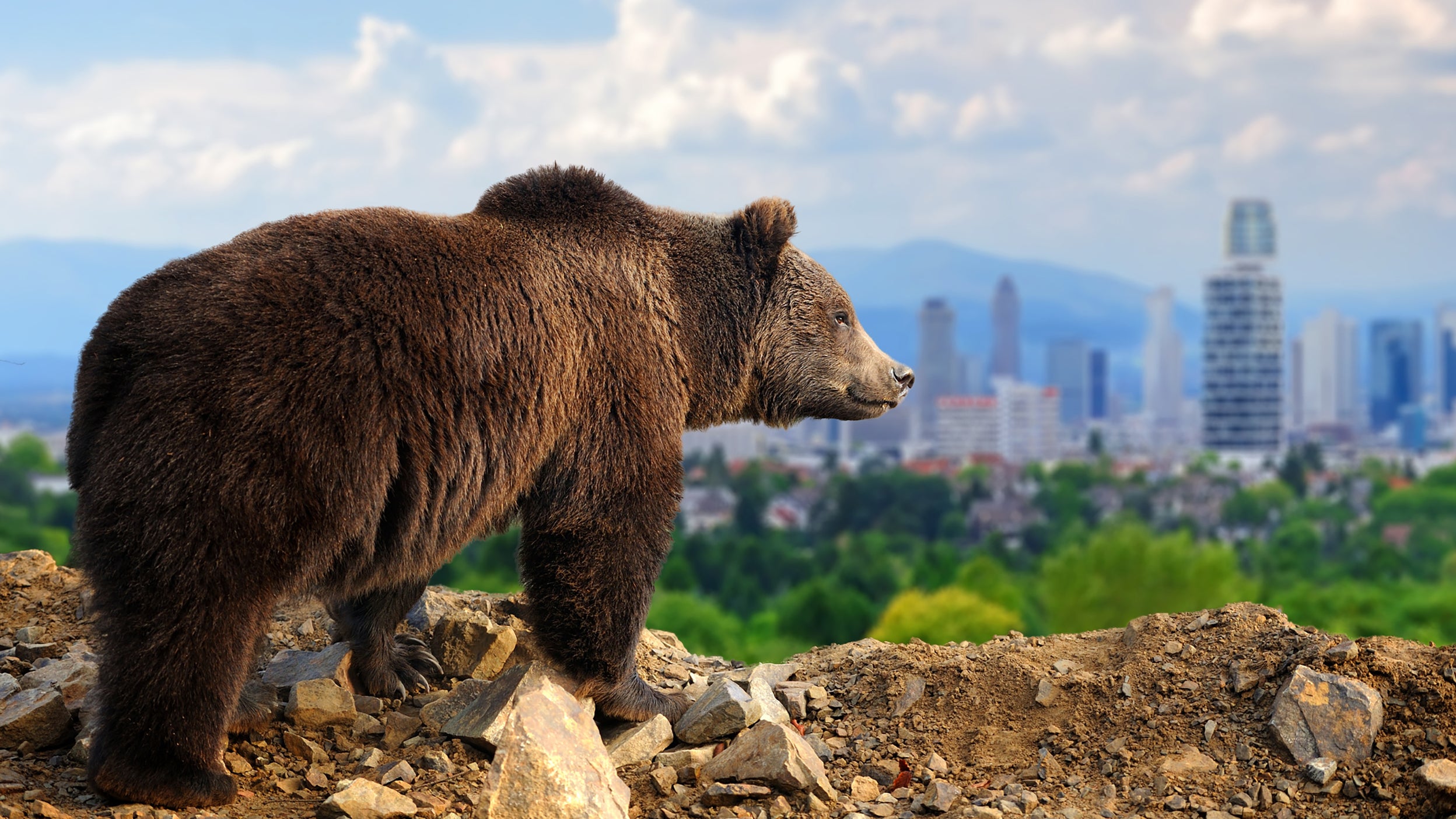 CB529: Strategies for a bear market