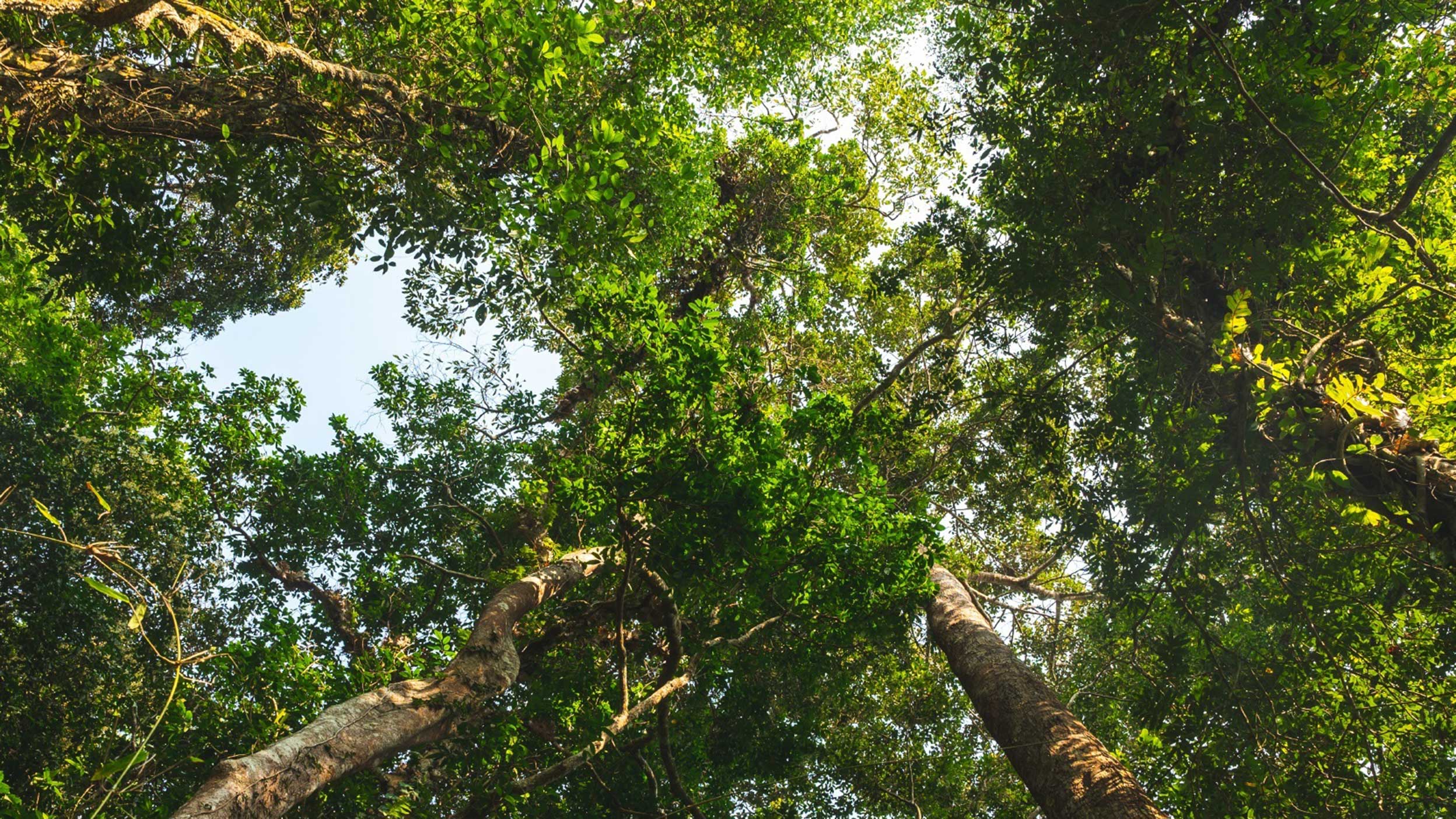 Comprendere l'implementazione dei criteri ESG