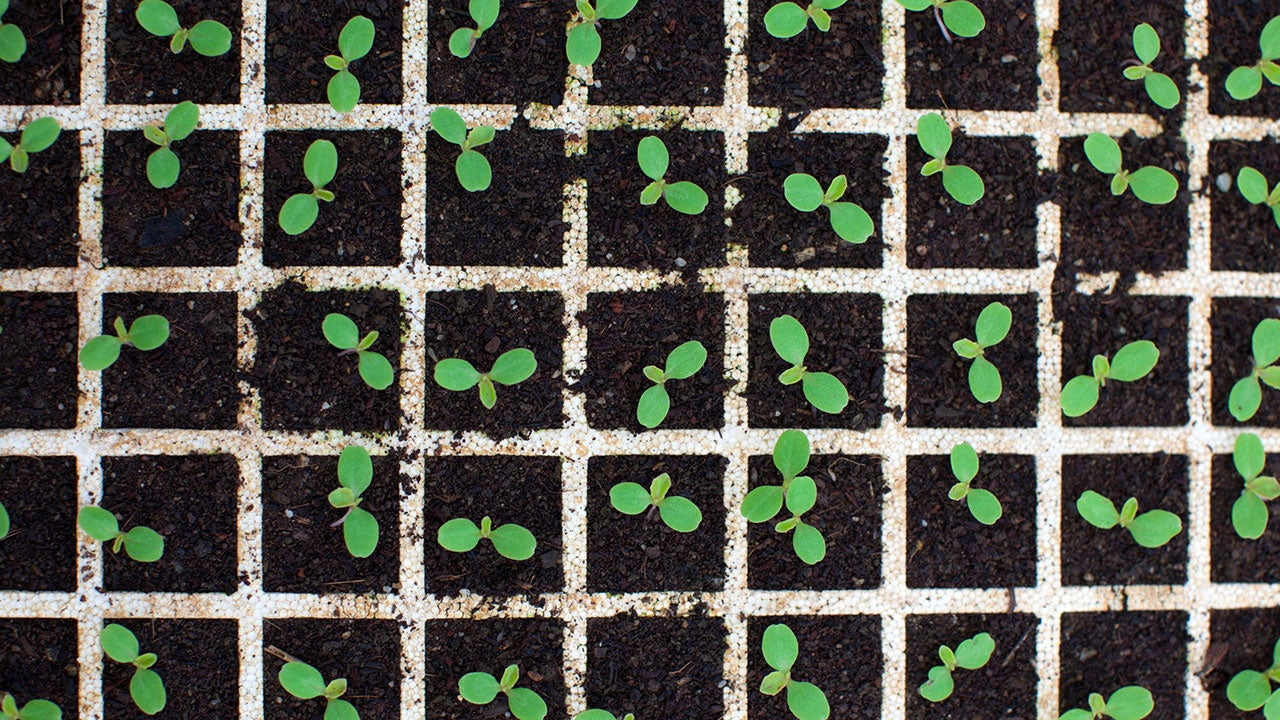 Burgeoning ‘green shoots’ bring hope for an economic recovery