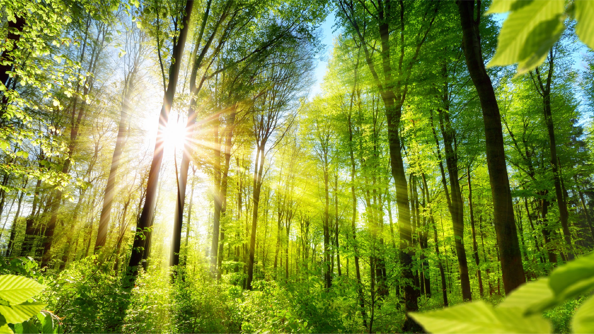 Invesco joins forces with investment leaders to reach a net-zero future