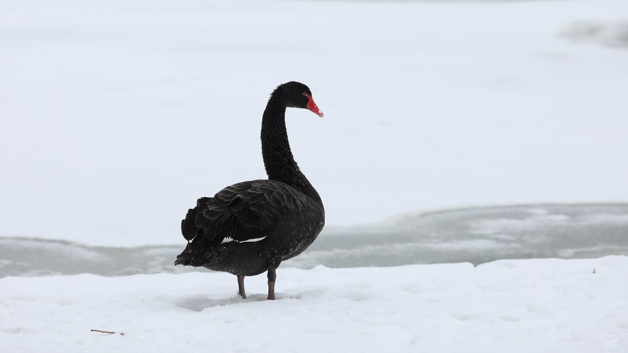 The coronavirus is proving to be a black swan event