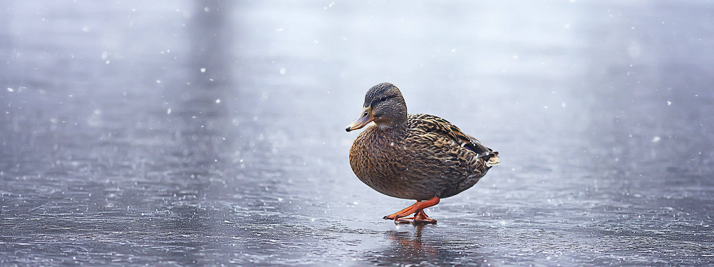 Lame Duck: What needs to get done vs. what actually will get done