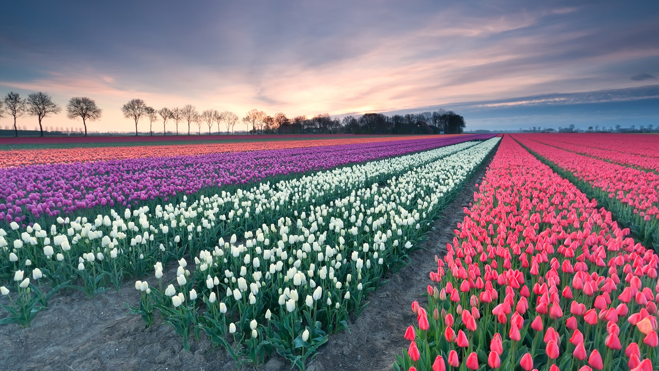 Rows of colourful tulips, including red, pink, purple, and white, stretch across a field under a dramatic sunset sky. Sparse trees line the horizon.