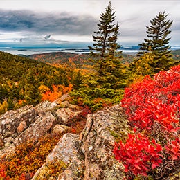 Orange%20red%20and%20yellow%20colors%20of%20the%20trees%20and%20plants%20in%20Acadia%20National%20Park%20
