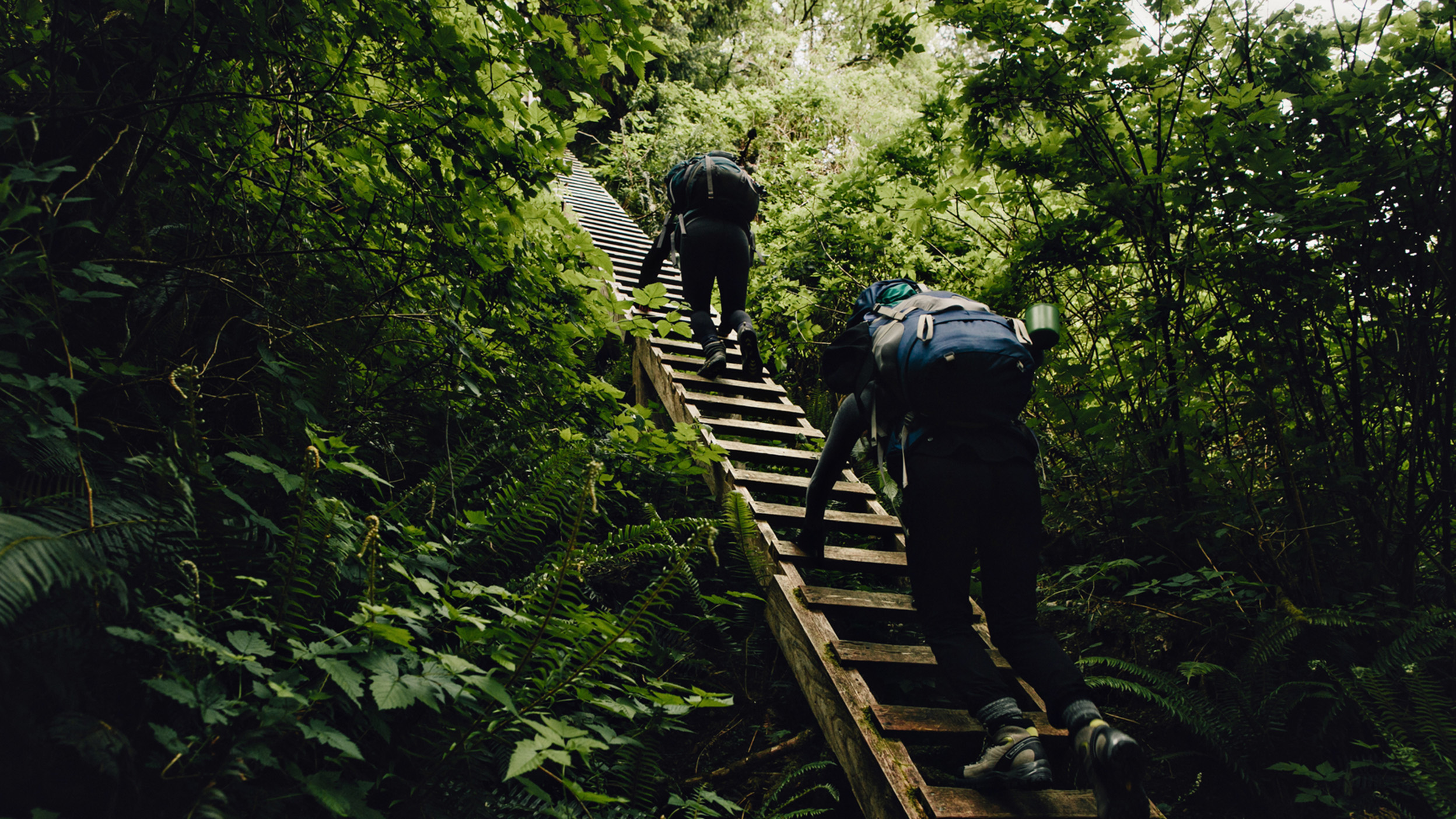 Two hikers climbing a steep wooden ladder through dense green forest vegetation.