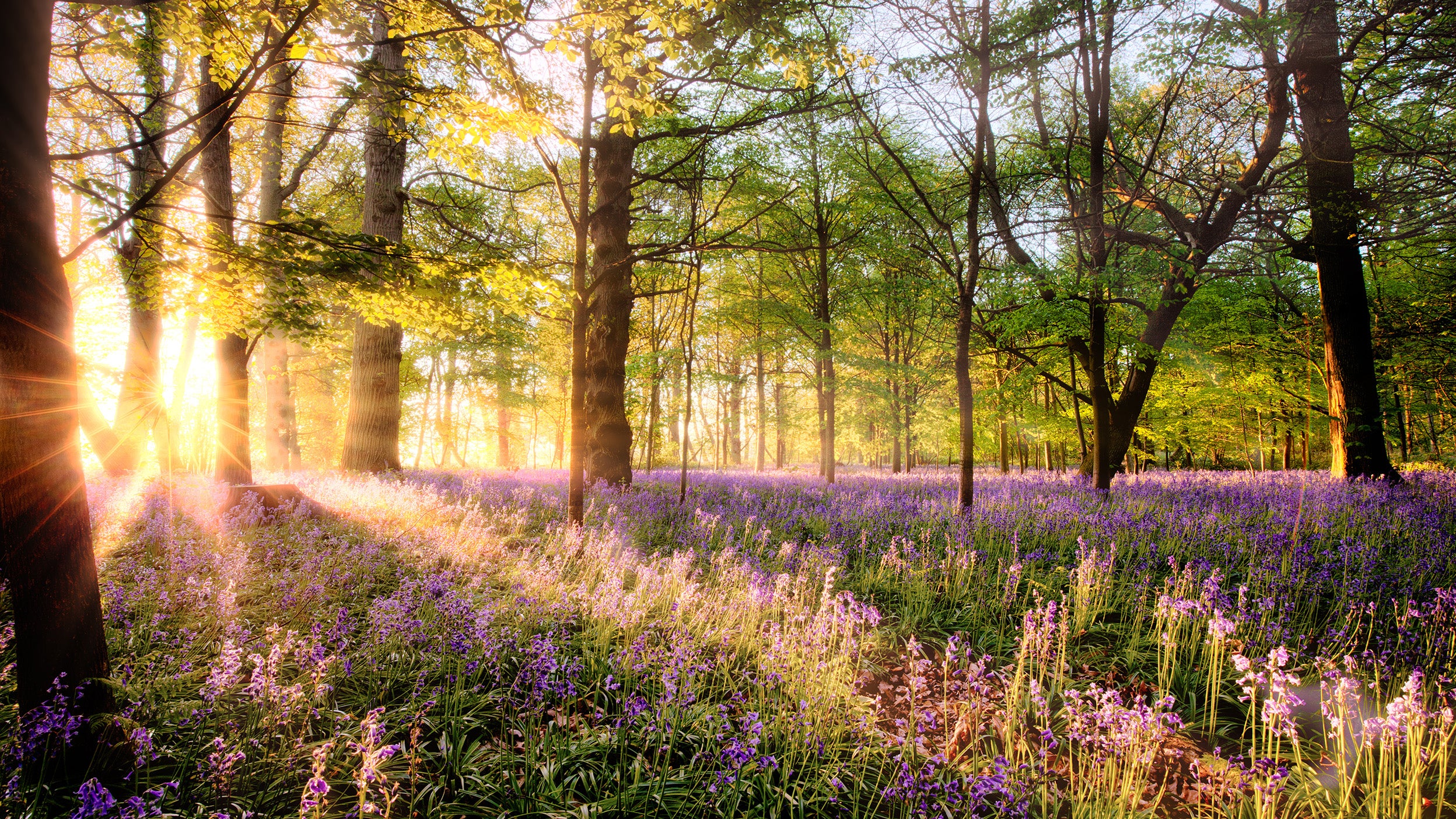 A sunlit forest scene with sunlight streaming through trees, illuminating a carpet of vibrant purple flowers blanketing the forest floor. 