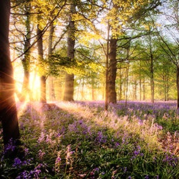 A%20sunlit%20forest%20scene%20with%20sunlight%20streaming%20through%20trees,%20illuminating%20a%20carpet%20of%20vibrant%20purple%20flowers%20blanketing%20the%20forest%20floor.%20