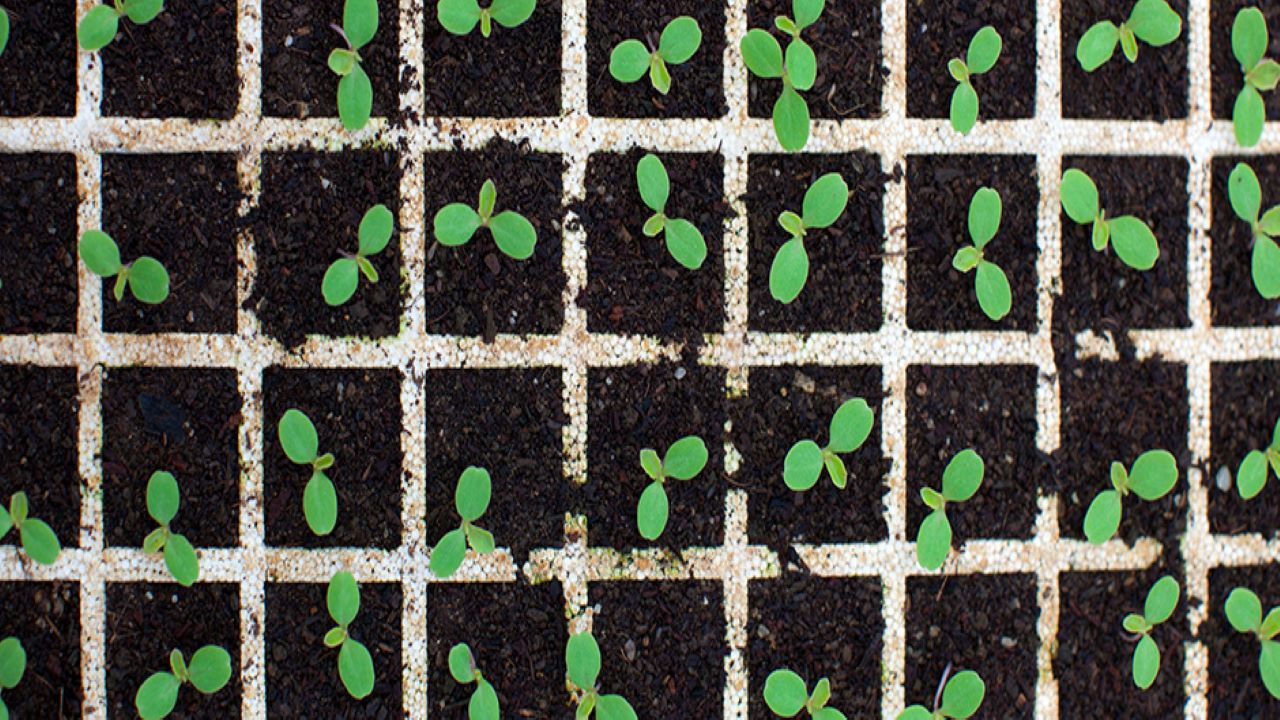 Burgeoning ‘green shoots’ bring hope for an economic recovery