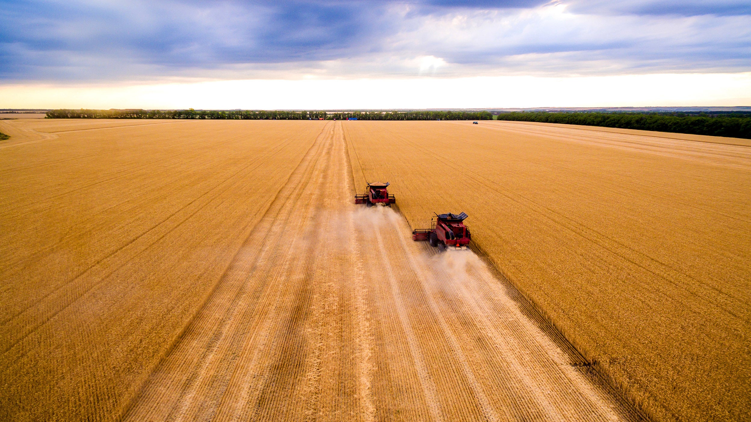 Combine harvester agriculture machine harvesting golden ripe wheat field