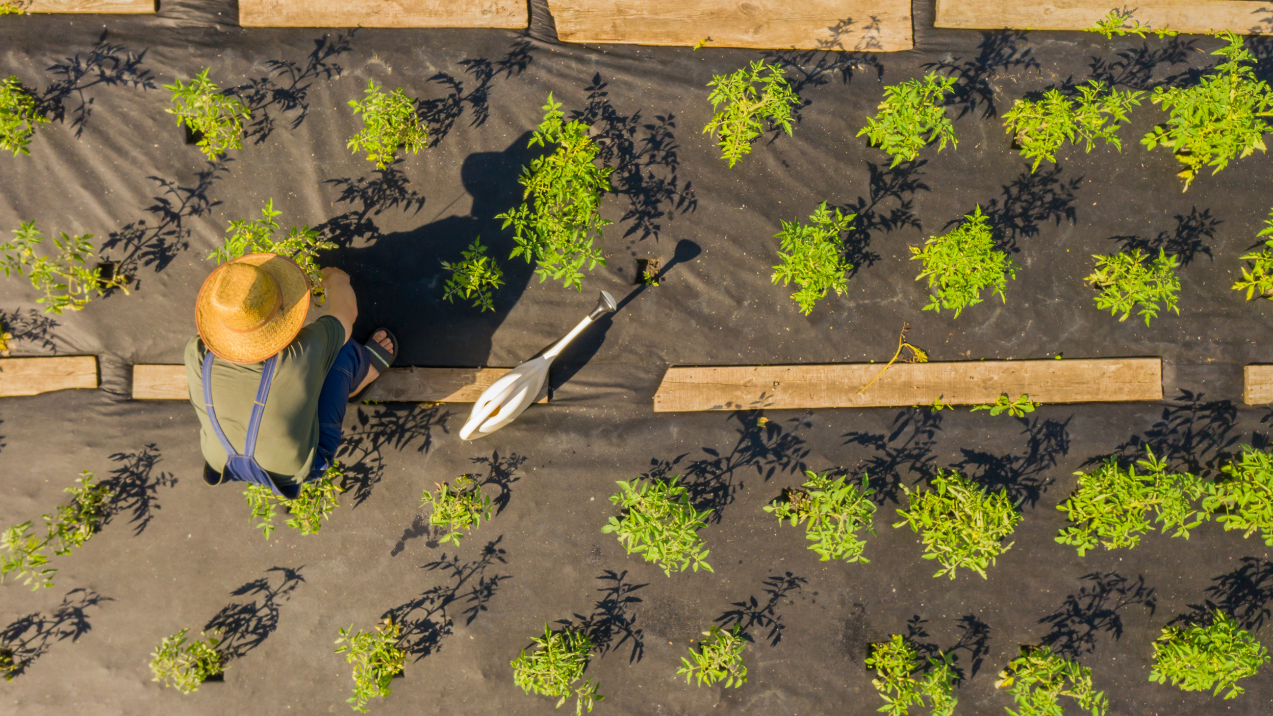 Gardener in a straw hat, admiring her garden.