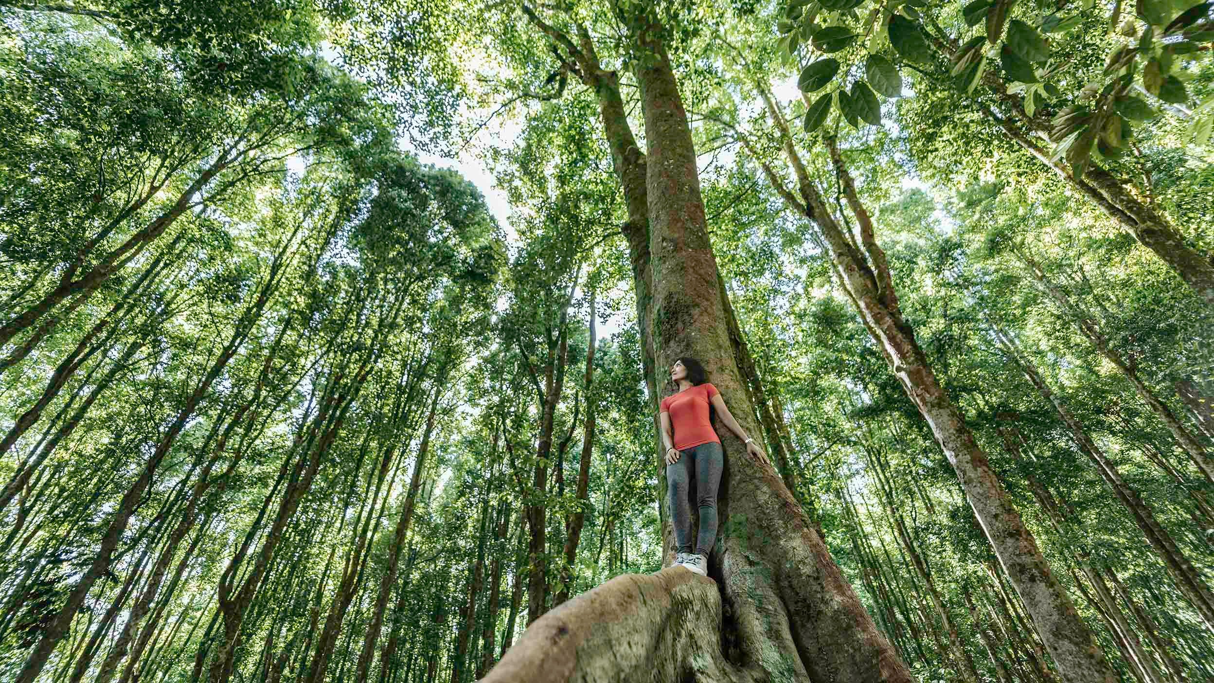 Young woman standing in tropical tree, inside a tropical rainforest setting, low angle