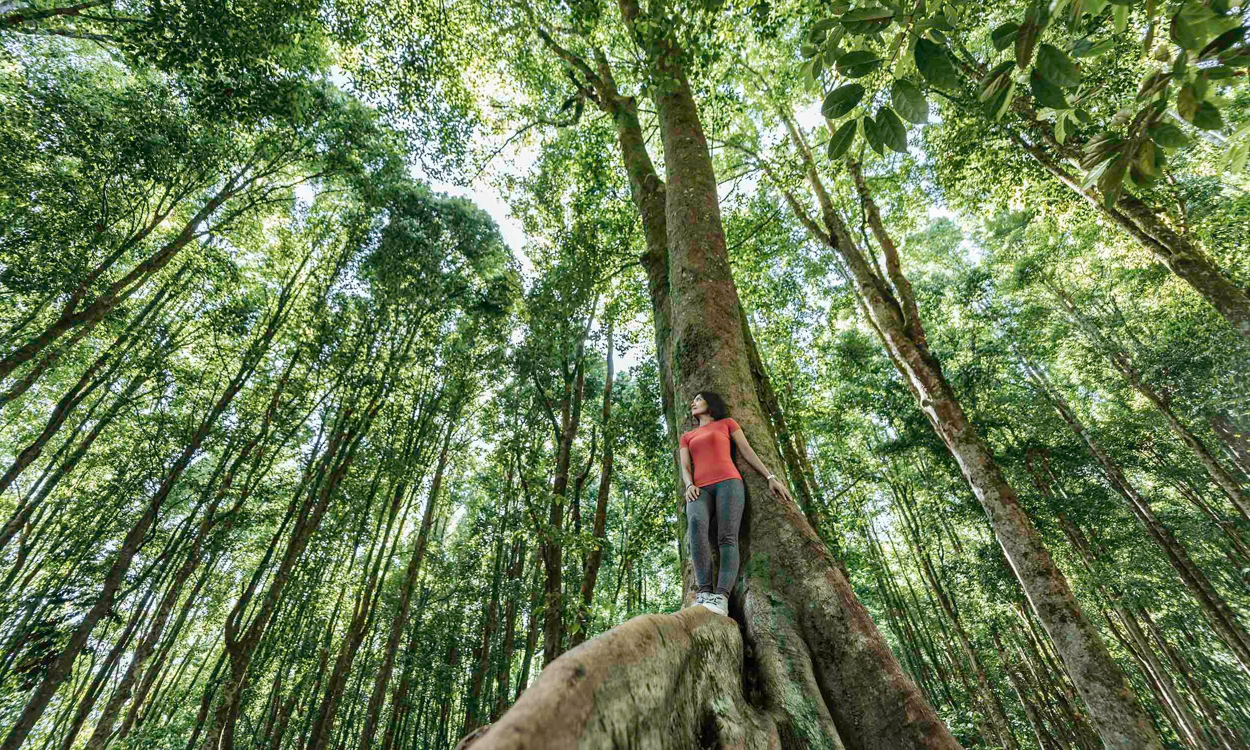 Asia, Indonesia, Bali, Young Asian woman standing in tropical tree, inside a tropical rainforest setting, low angle