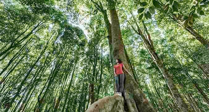 Young Asian woman standing on tropical in tropical rainforest setting