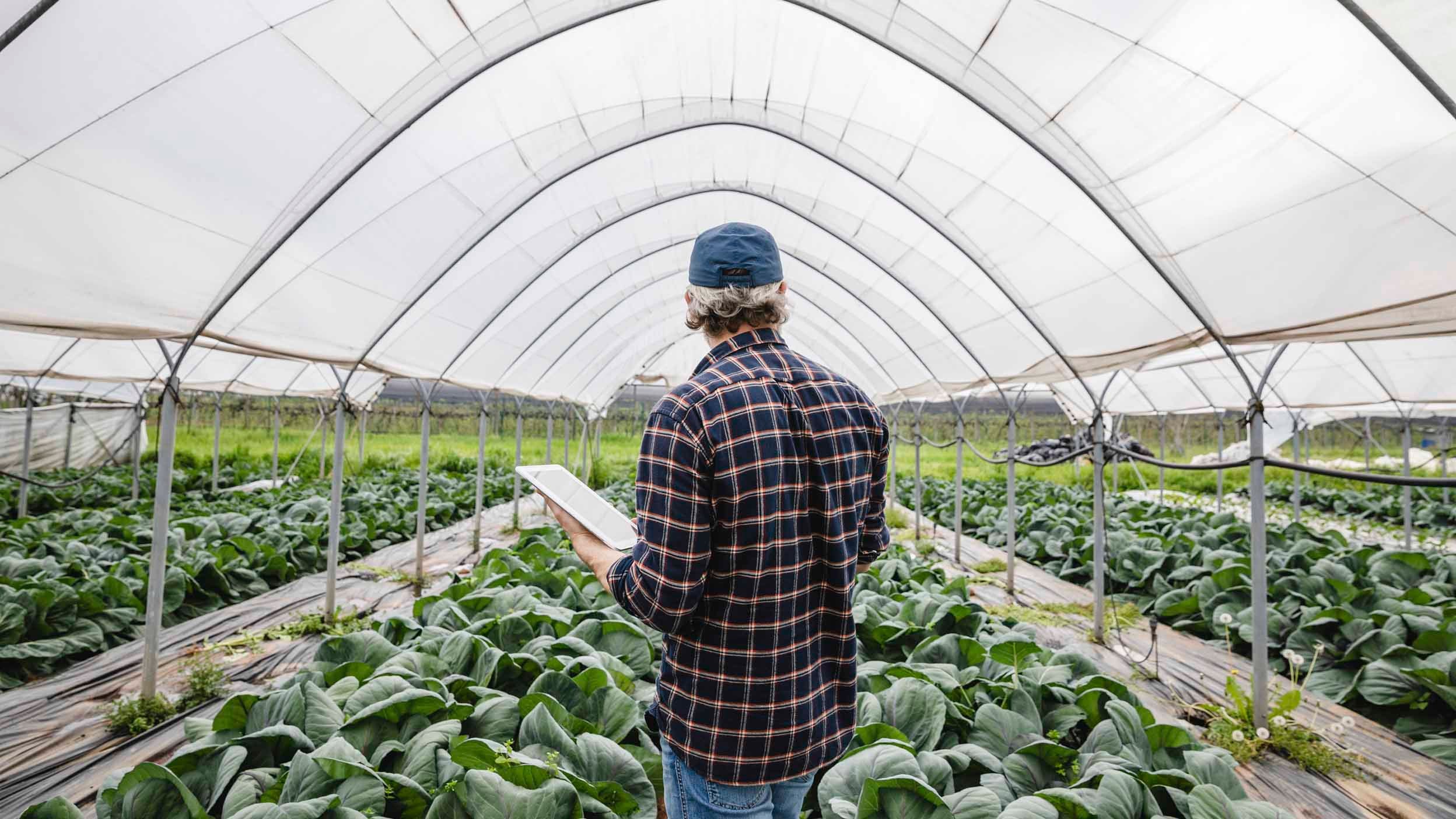 farmer looking at crops with digital device, showing the ongoing innovation occuring in invesco qqq holdings