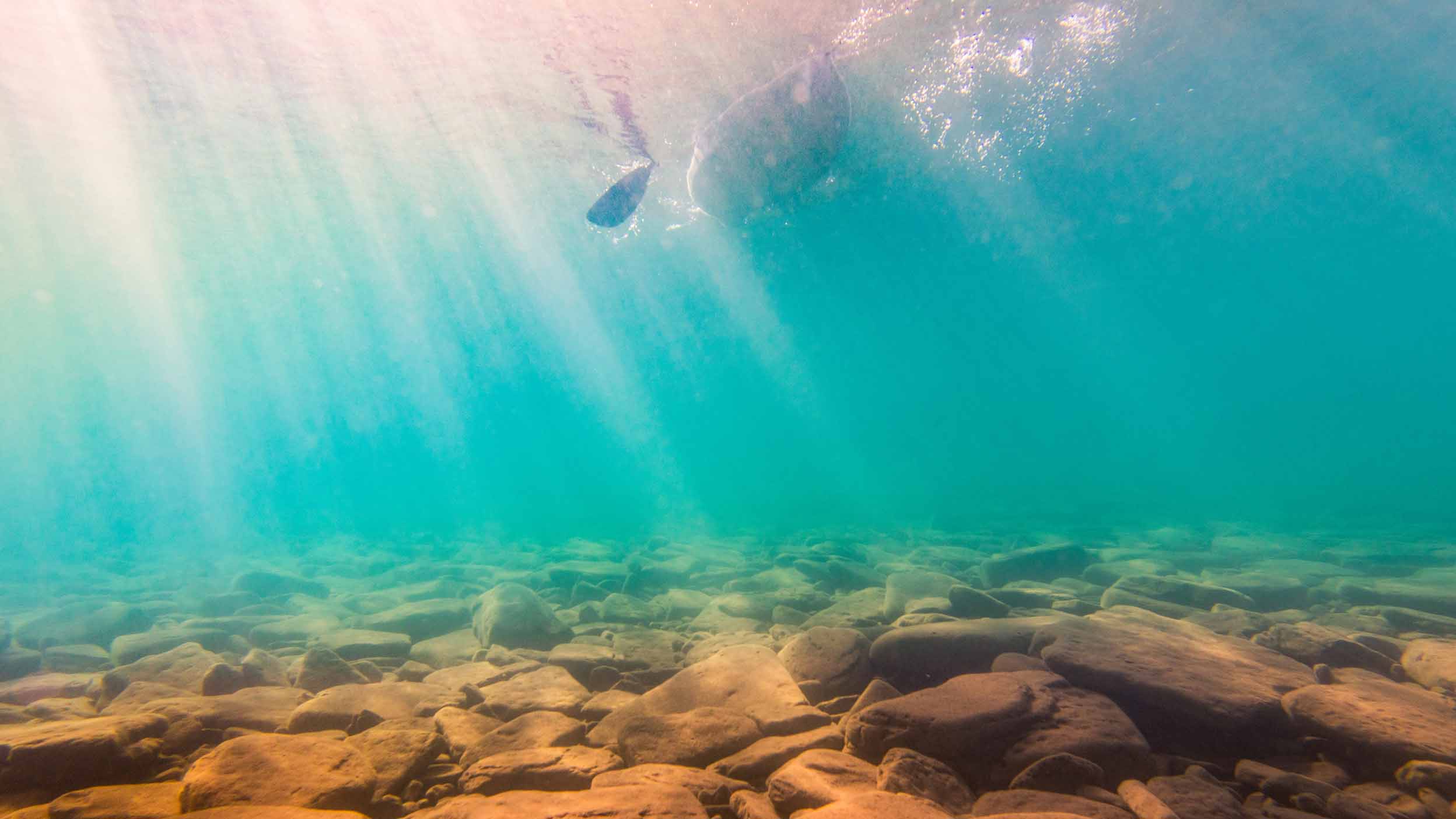 A dive into large cap growth