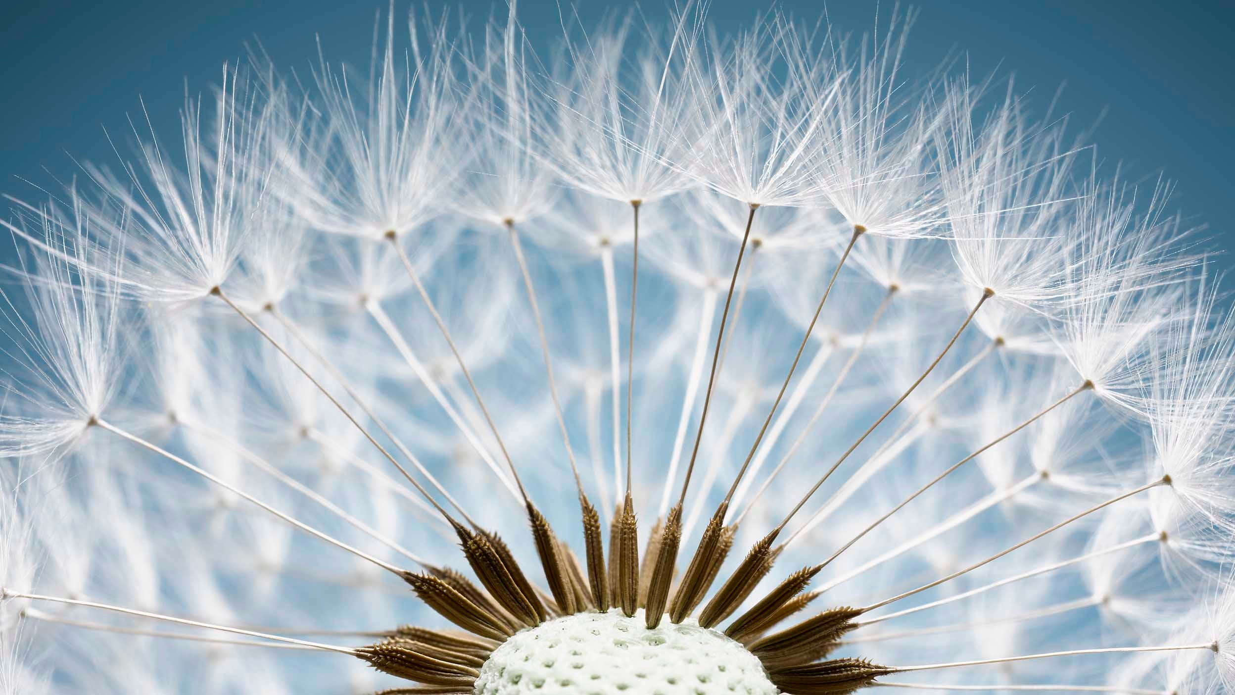 Close up of a dandelion's many seeds highlighting the diversication that you get with an ETF like Invesco QQQ.