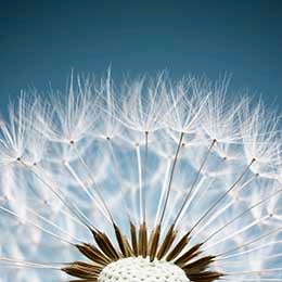 Close%20up%20of%20a%20dandelion%27s%20many%20seeds%20highlighting%20the%20diversication%20that%20you%20get%20with%20an%20ETF%20like%20Invesco%20QQQ.