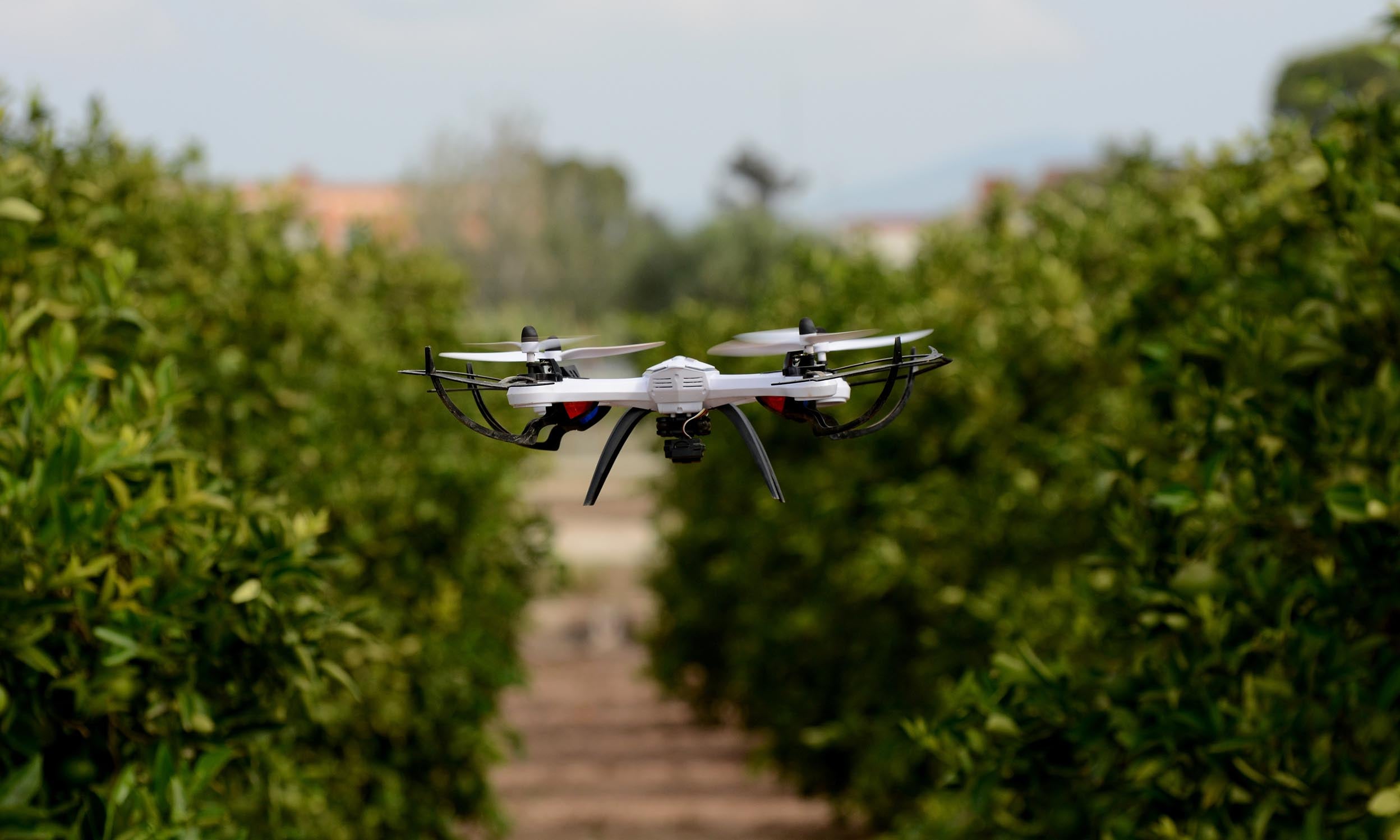 Kid playing with his drone in a cultivated area near Valencia
