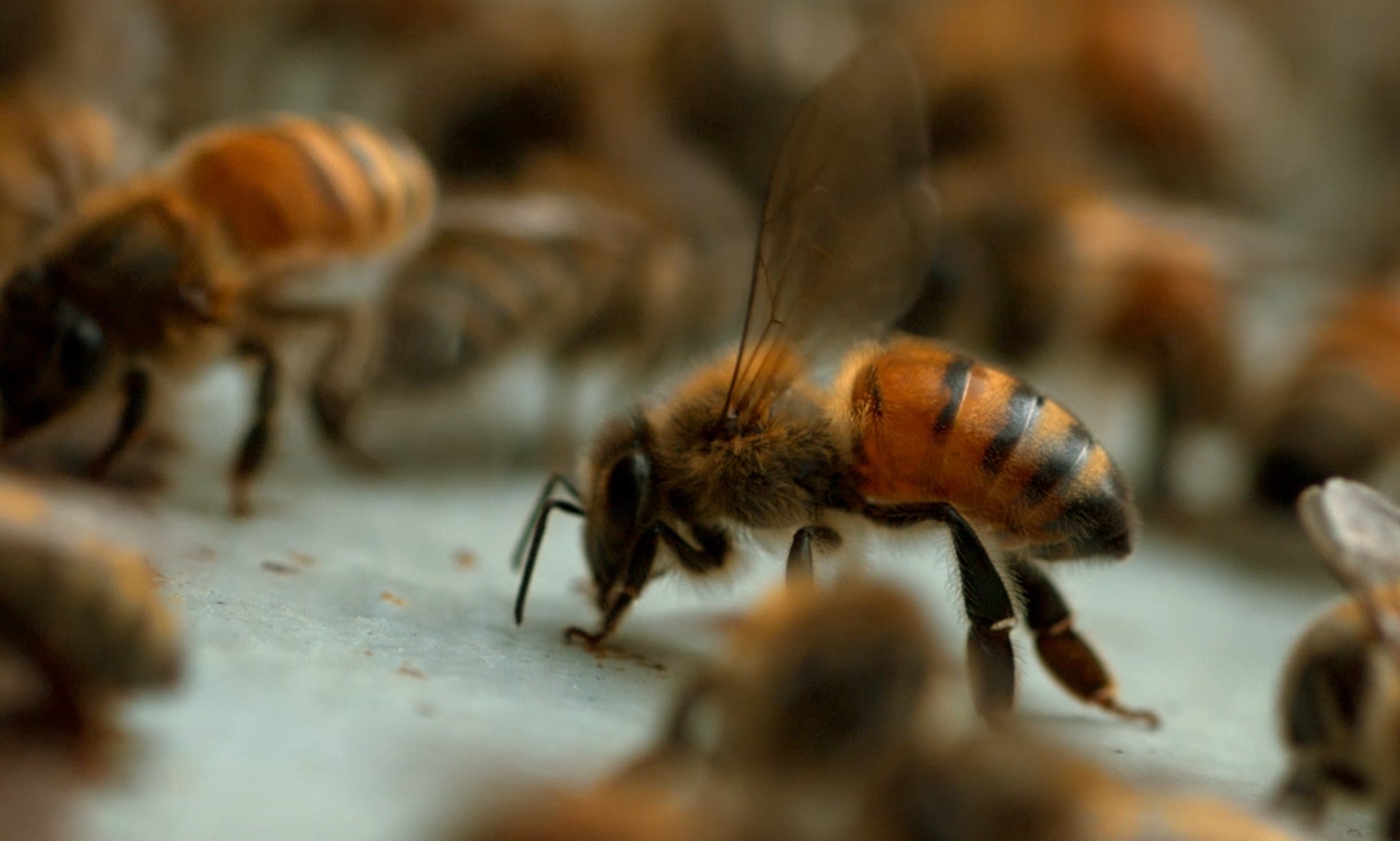 Bees at work in a Bee Downtown bee hive. Bee Downtown is a compay featured in Invesco QQQ's Innovation Now series.