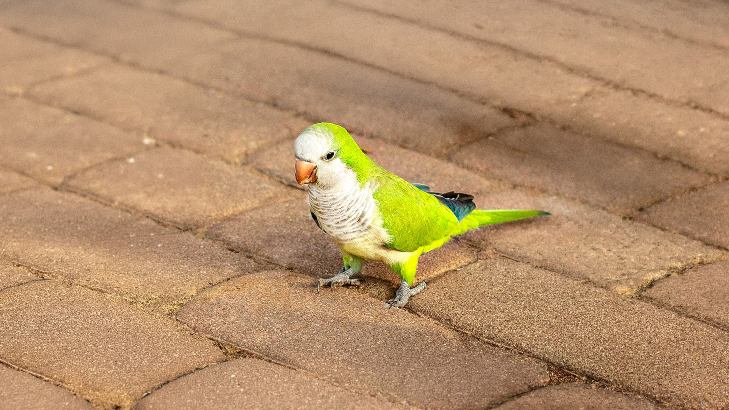 A green parrot stands on brick pavement among pigeons.