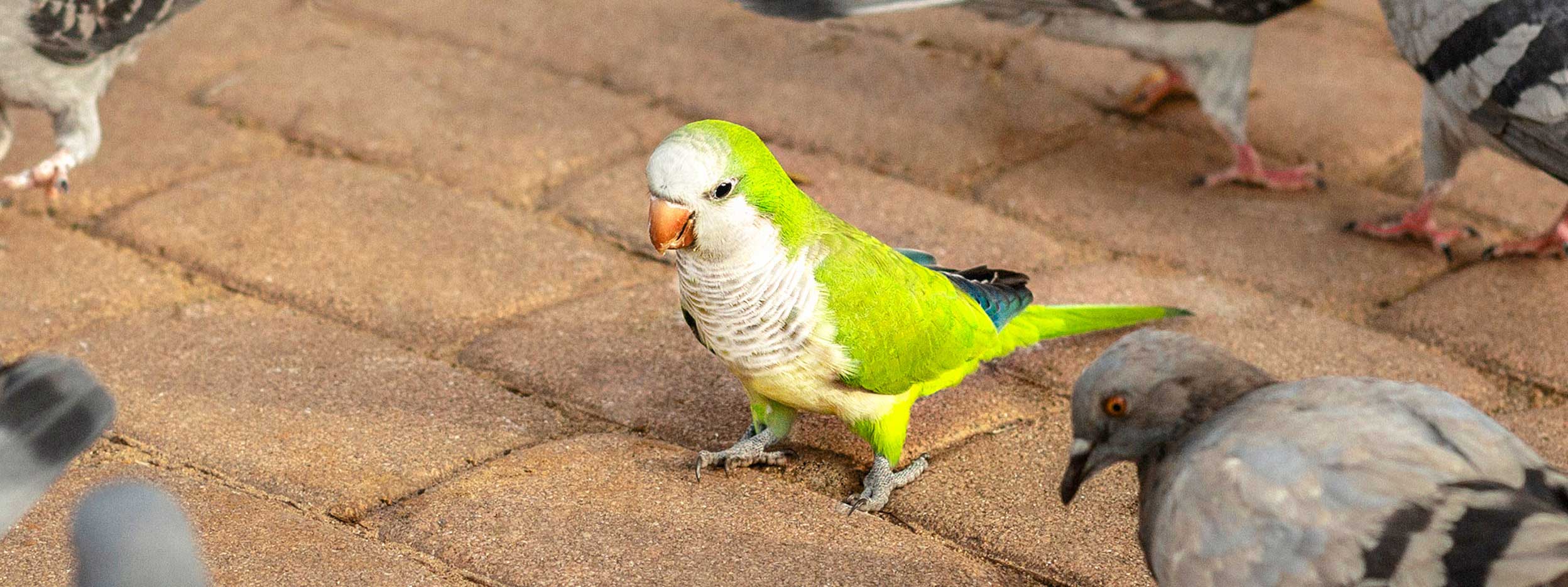 A green parrot stands on brick pavement among pigeons.
