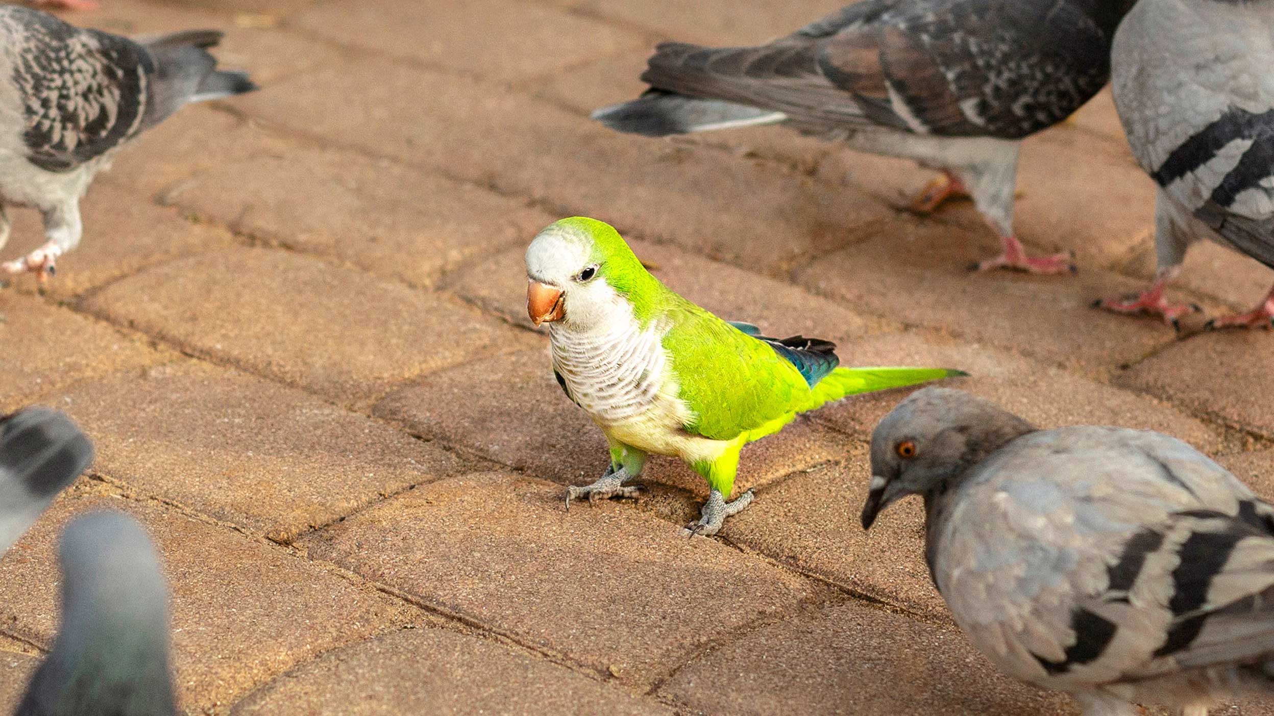A green parrot stands on brick pavement among pigeons.