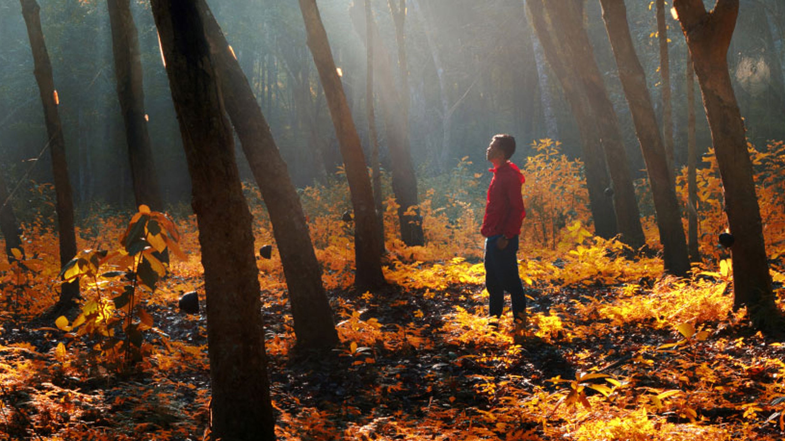 Man in forest