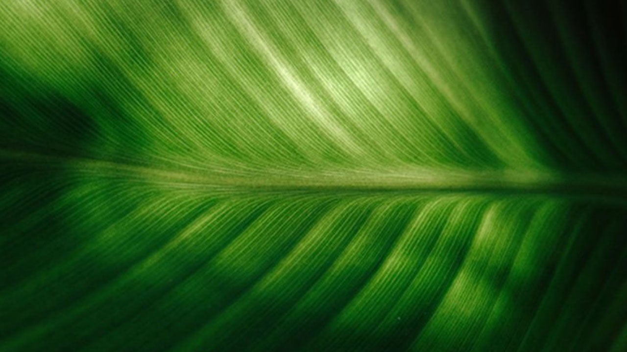 Invesco leads ESG initiative in bank loans