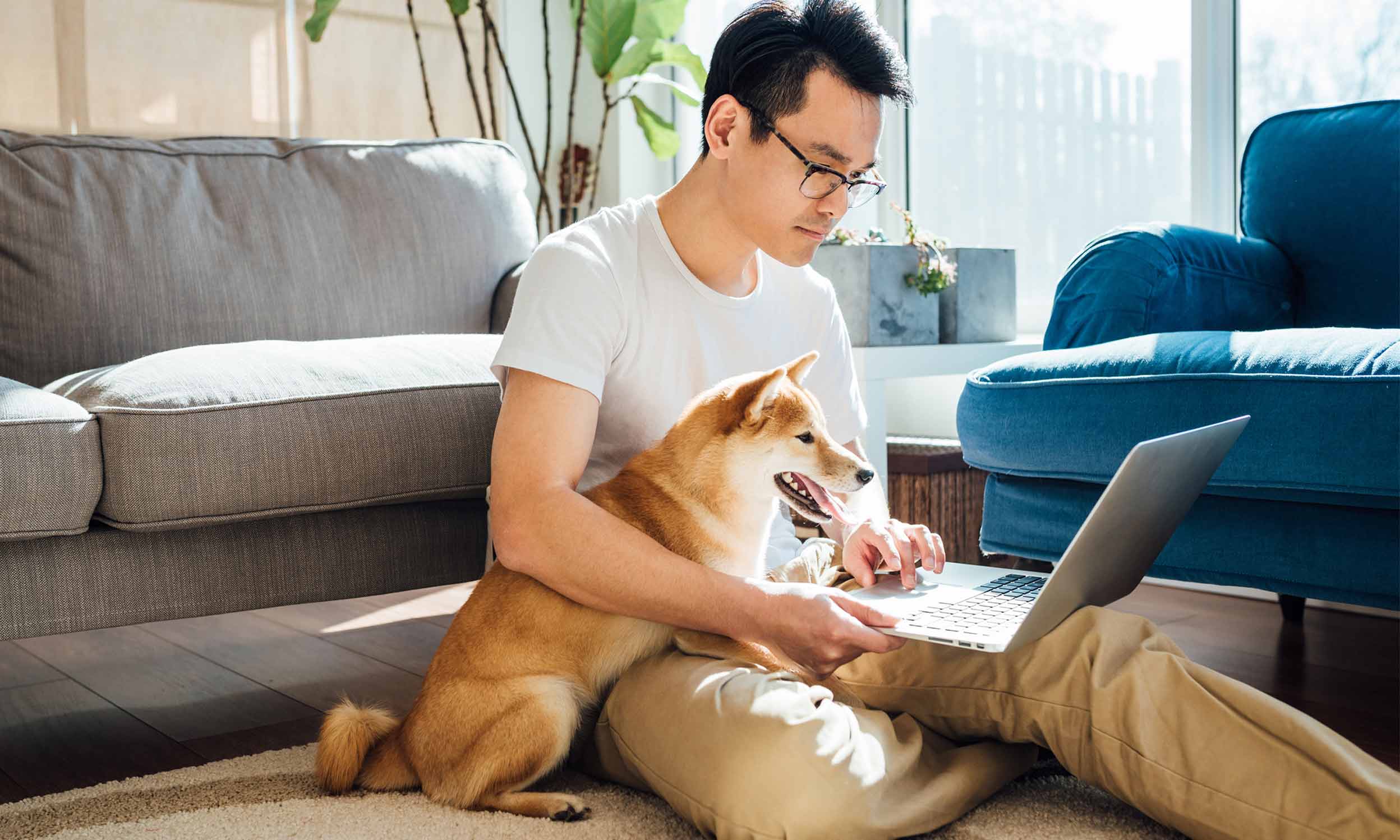 Shiba Inu with man