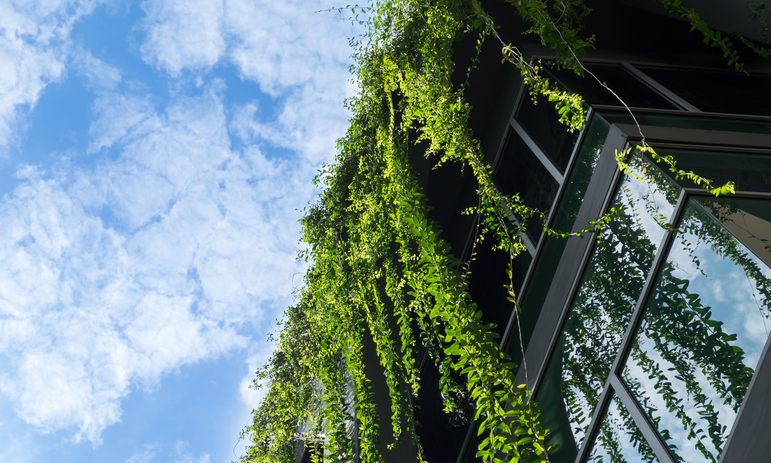 vines hanging down a building