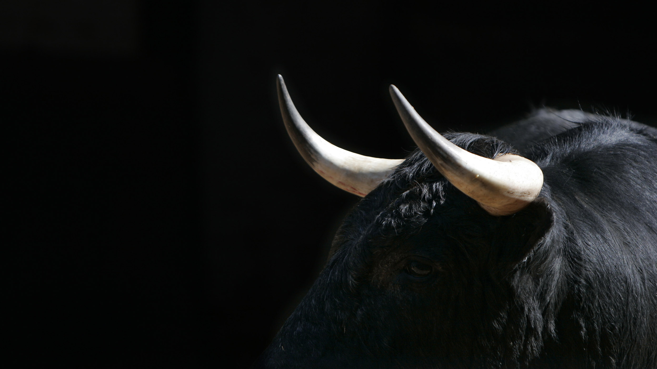 Close-up of a bull