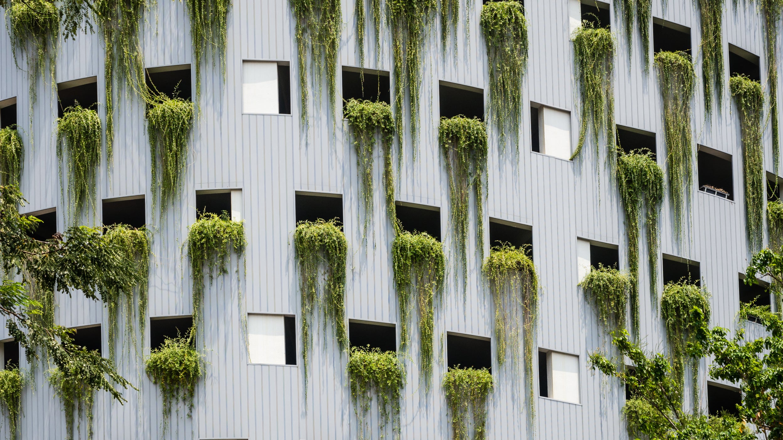 Moss growing on a building