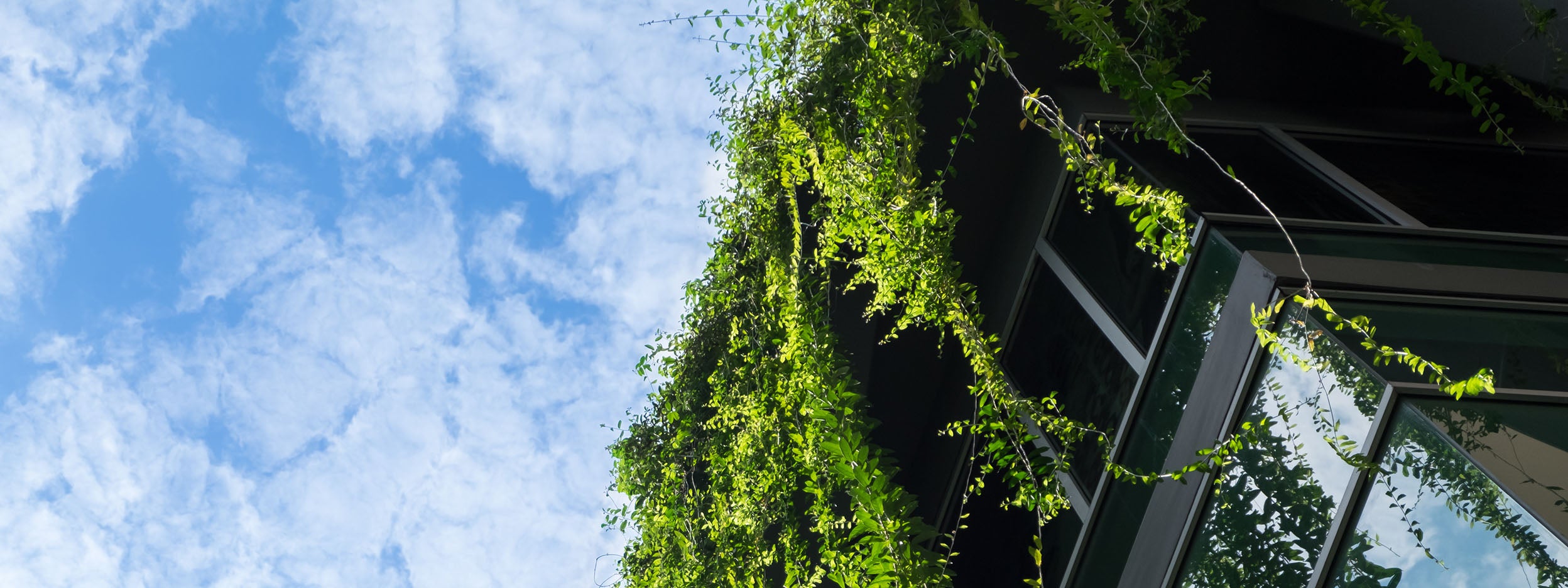 Glass building house covered by green ivy with blue sky